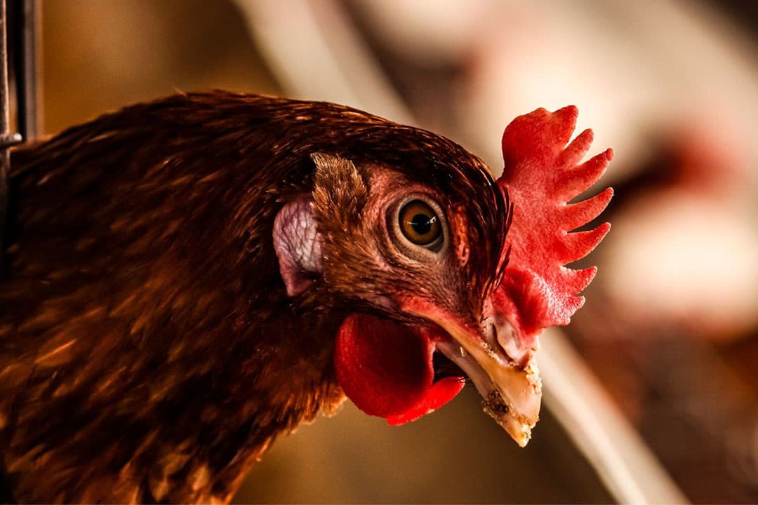 De kans op een uitbraak van vogelgriep op een pluimveebedrijf is nog steeds aanwezig. - Foto: Canva