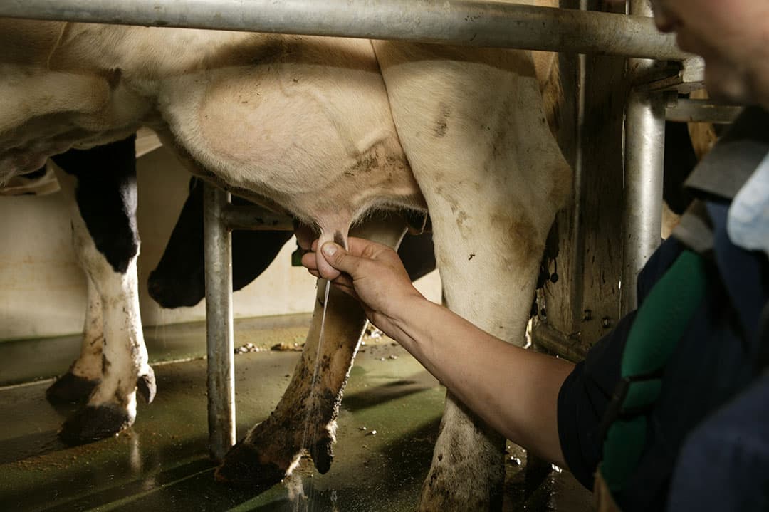 Een laag kwartier celgetal draagt bij om de kans op een klinische mastitis laag te houden. - Foto: Mark Pasveer