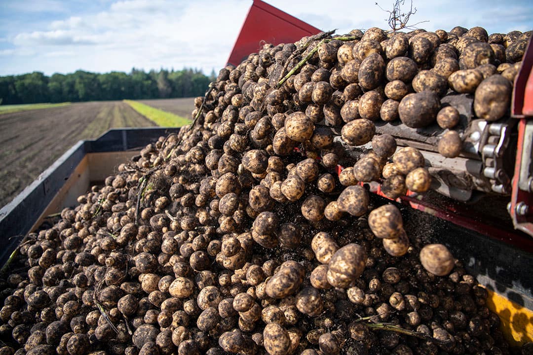 Oogst van consumptieaardappelen in Drenthe, eind september 2022. - Foto: Mark Pasveer