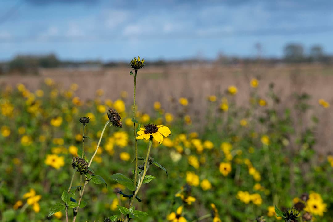 Deelnemers aan agrarische natuurcollectieven dreigen de weg kwijt te raken in de regelgeving zegt Boerennatuur. - Foto: Mark Pasveer
