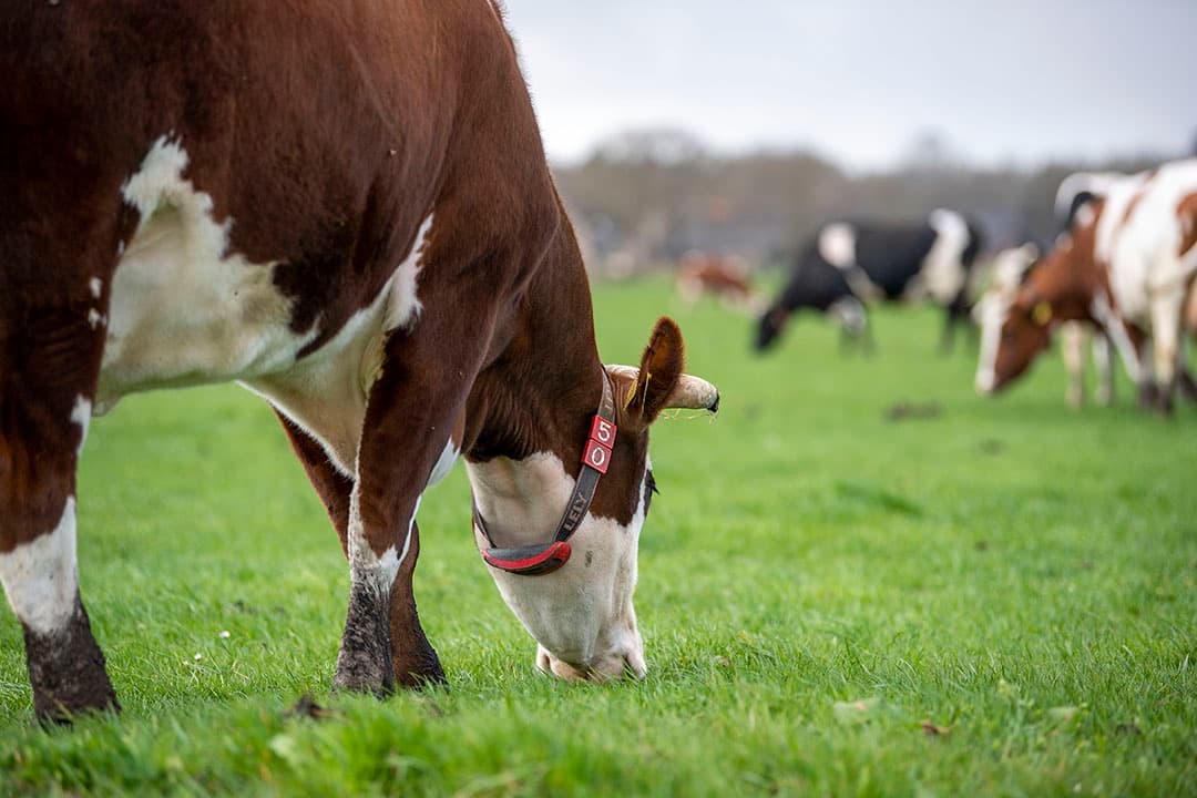 De koeien van het biologisch melkveebedrijf Hoeve Sonneclaer in Fluitenberg (Dr.) lopen al vroeg weer buiten. Op 12 maart zijn ze voor het eerst naar buiten gegaan en sindsdien lopen ze iedere middag buiten. De zode op de hoge zandgrond is niet zo gevoelig voor vertrappen. - Foto: Mark Pasveer