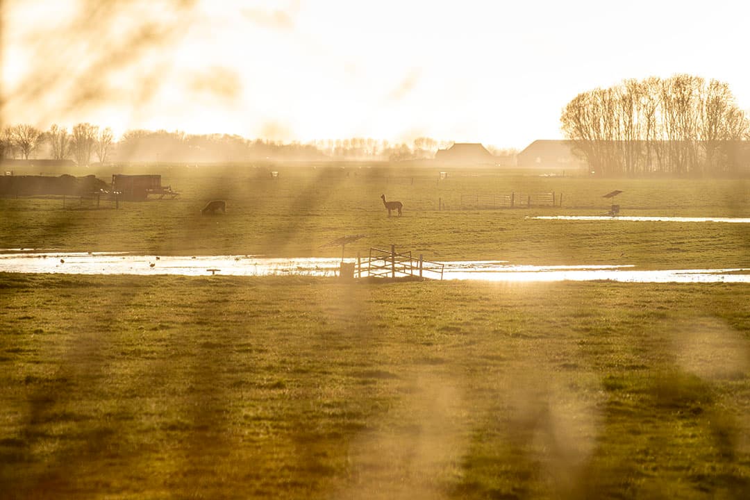 De waarde van landbouwgrond in Natura 2000-gebieden ligt bijna 30% lager dan elders. Dat blijkt uit onderzoek van Wageningen Economic Research en het Kadaster. - Foto: Mark Pasveer