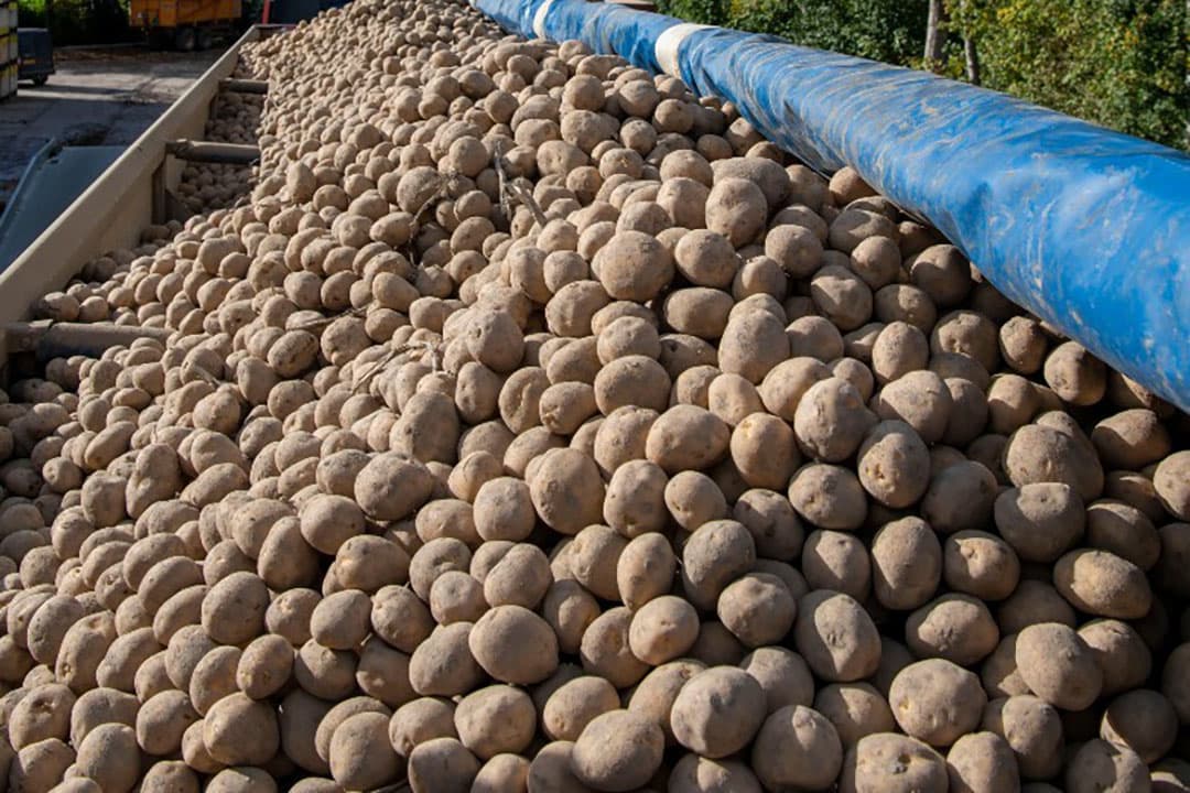 IPM Potato levert vanuit Nederland al jaren pootgoed aan Oekraïne. - Foto: Mark Pasveer