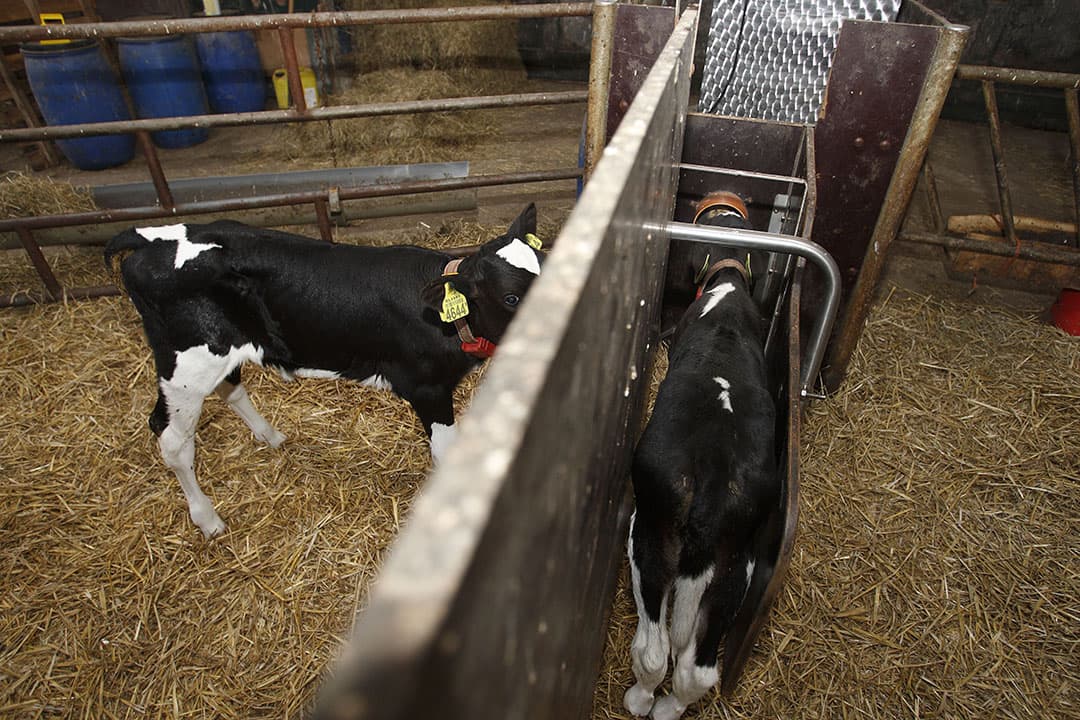 Kalveren aan de drinkautomaat kunnen rustig 10 tot 12 liter kunstmelk per dag opnemen. Het bevordert de groei en de weerstand van het dier. - Foto: Hans Prinsen