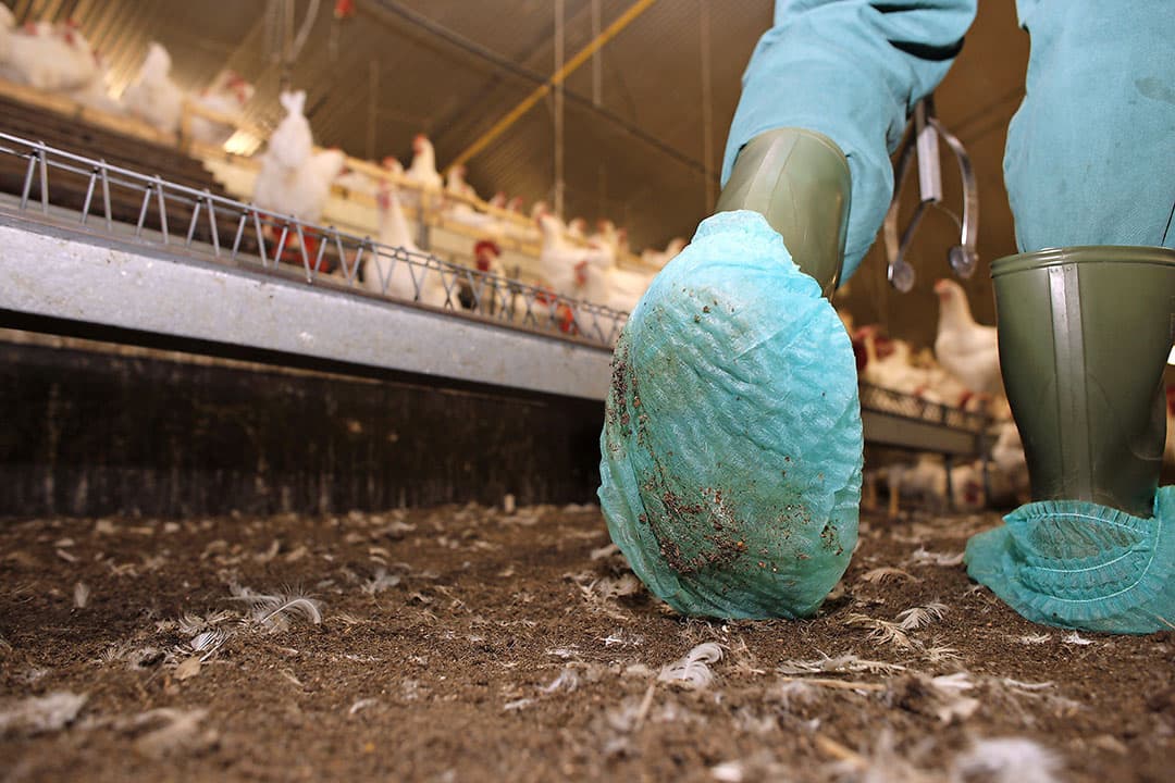 Een pluimveehouder neemt met overschoentjes mestmonsters om te laten testen op salmonella. - Foto: Hans Prinsen