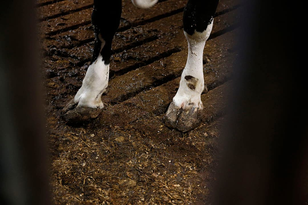 Spoelen van een klassieke roostervloer kan de ammoniakuitstoot flink verminderen. Nu volgen er metingen in de praktijk. -  Foto: Hans Prinsen