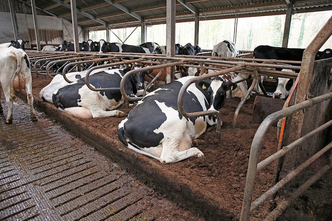 Het percentage hoogcelgetal-koeien stijgt. Dat komt doordat koeien ouder worden, maar ook omdat hoogcelgetal-koeien langer blijven lopen en zo de infectiedruk verhogen. - Foto: Hans Prinsen
