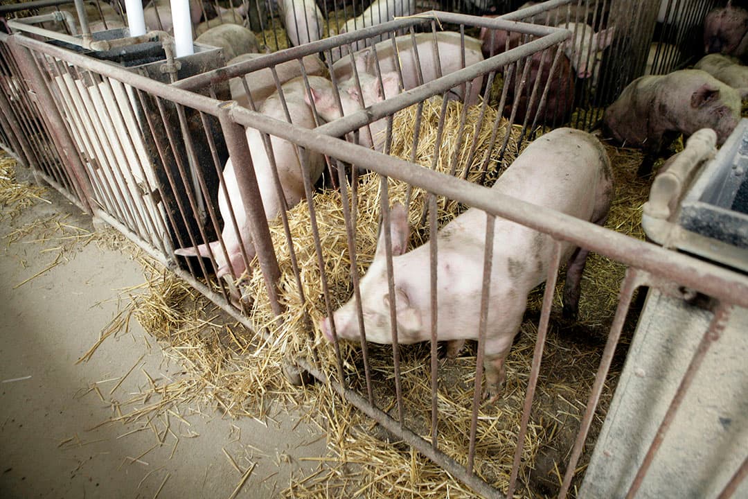 Pools varkensbedrijf. In het zuidwesten van Polen is op een kleinschalig bedrijf het AVP-virus aangetroffen. - Foto: Henk Riswick