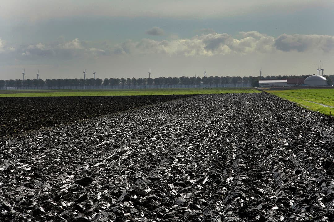 Beet Seed Service