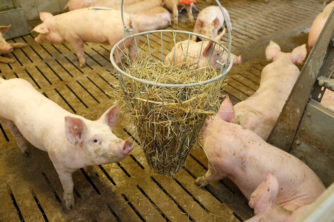 Vleesvarkensstal met diverse speelmogelijkheden voor de dieren. - Foto: Henk Riswick