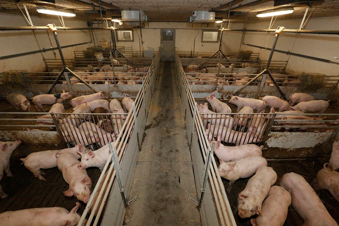 De Deense varkenssector wil het aantal PRRS-infecties sterk terugdringen.  Van een prijsaftrek voor besmette varkens in nog geen sprake. - Foto: Henk Riswick
