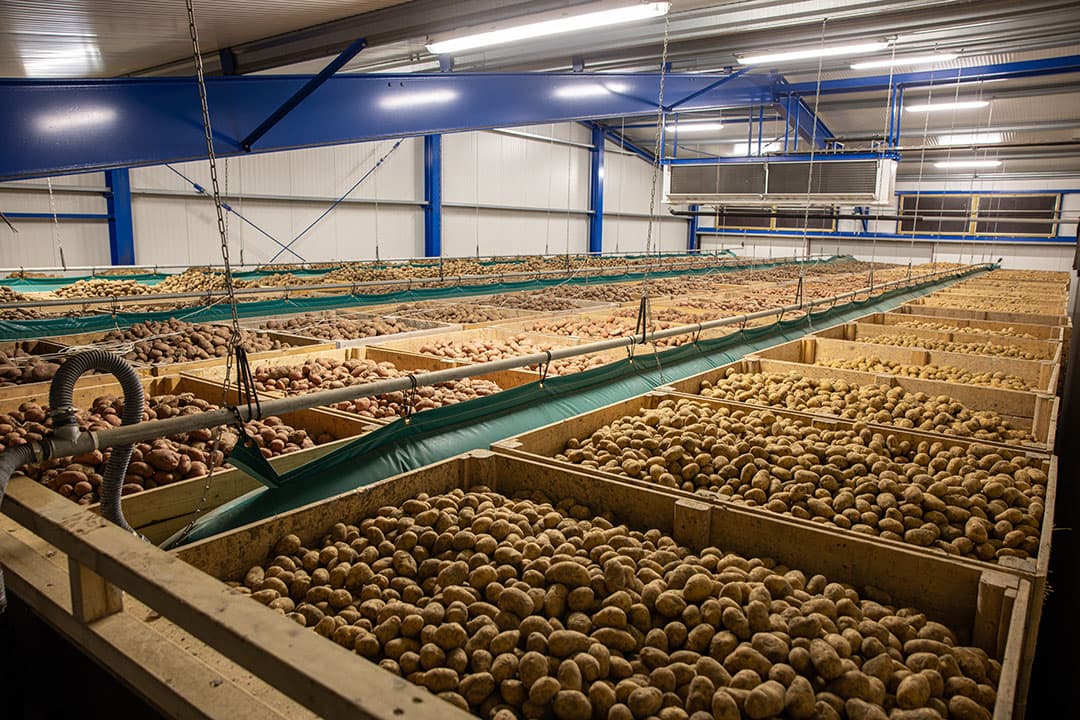 De totale export van Nederlands pootgoed zit al dicht tegen de 700.000 ton. - Foto: Peter Roek