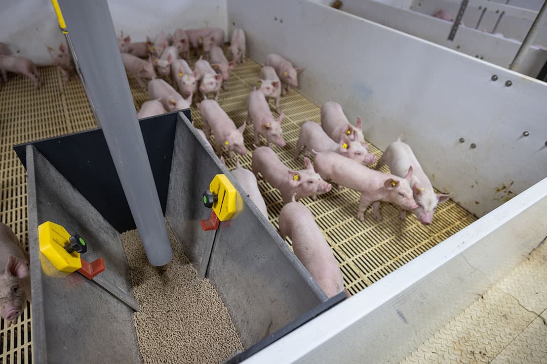 Gezonde biggen hebben voldoende veerkracht om een kleine groeiachterstand weer goed te maken. - Foto: Peter Roek