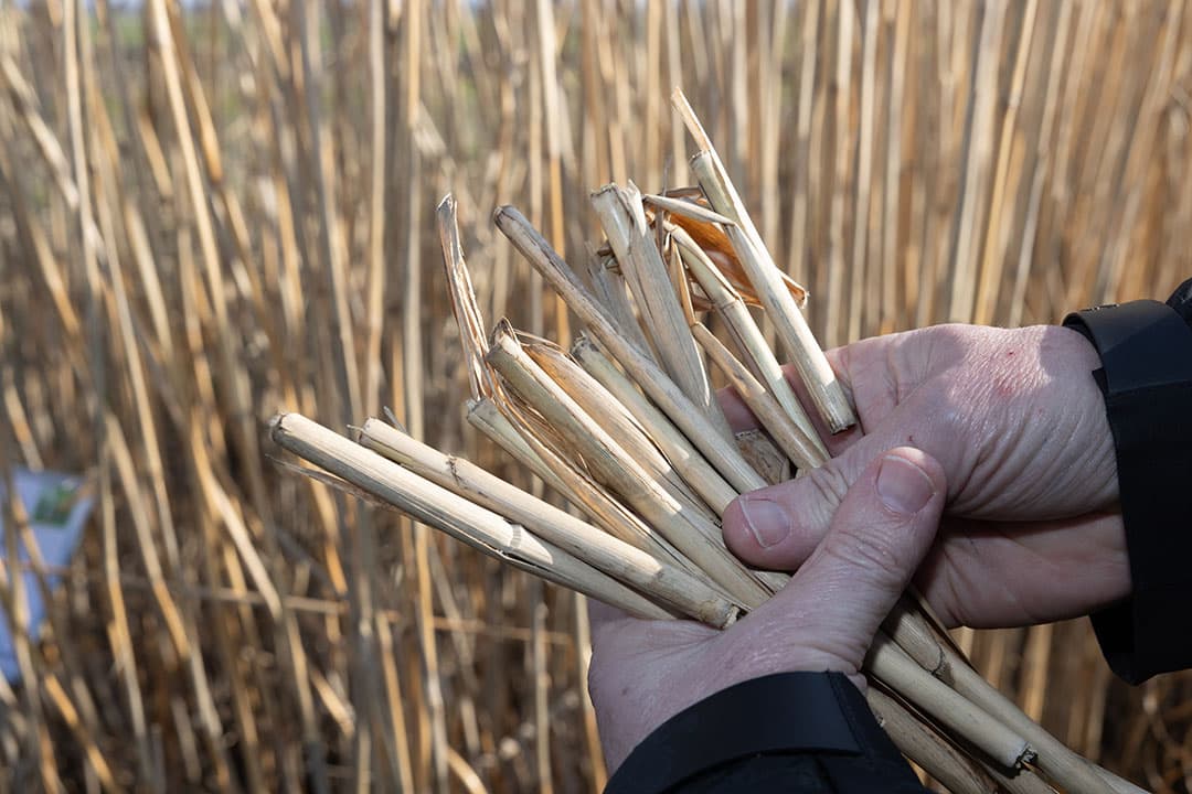 Een grote toiletpapierfabriek in Nederland wil overstappen naar papier gemaakt van Miscanthus-vezels. Hiervoor is 1.000 hectare Miscanthus nodig.