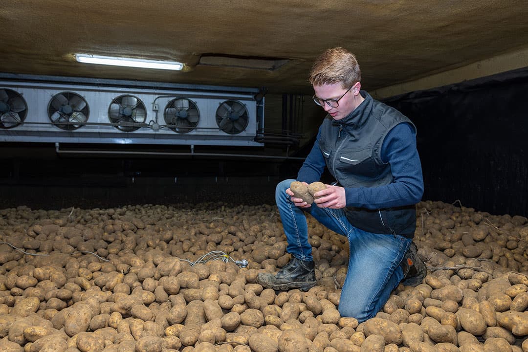 Gert-Jan bekijkt de kwaliteit van de Agria's in bewaring.
