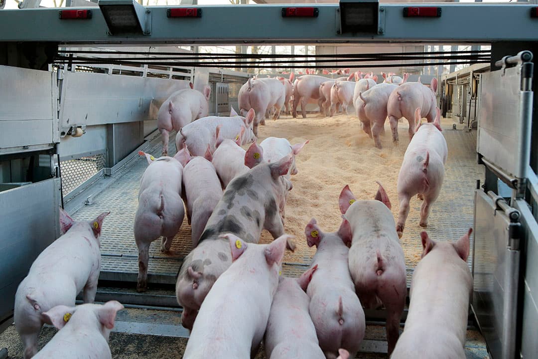 Biggen laden op een verzamelplaats voor de export naar Spanje. De Spaanse vraag is begin dit jaar erg goed. - Foto: Ton Kastermans fotografie