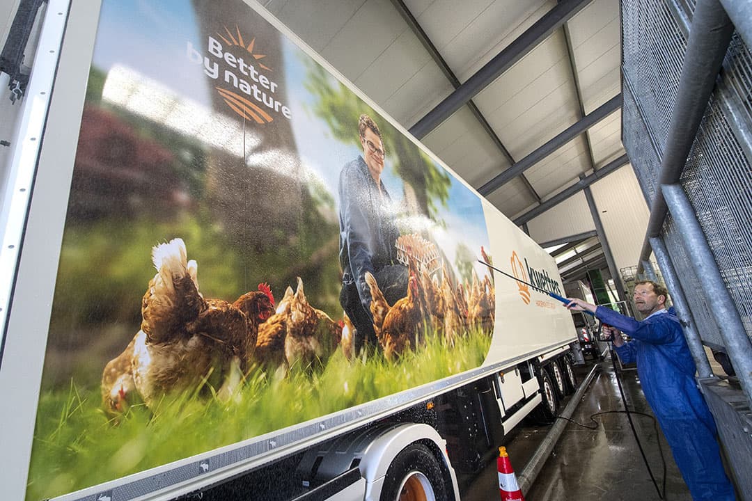 vogelgriep varkens