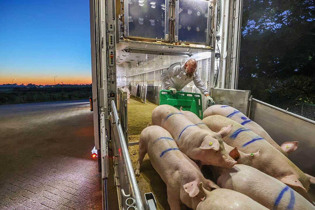 Aanvoer van fokgelten. De verschillen bij de vervanging van zeugen zijn groot. Elke procent extra vervanging kost € 2,30 per zeug per jaar. - Foto: Bert Jansen