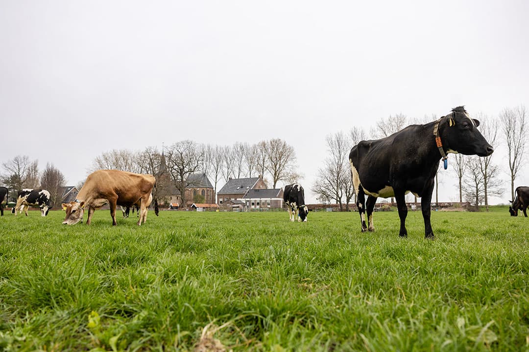 Hier en daar lopen al koeien buiten maar het gros stond medio april nog op stal. - Foto: Herbert Wiggerman