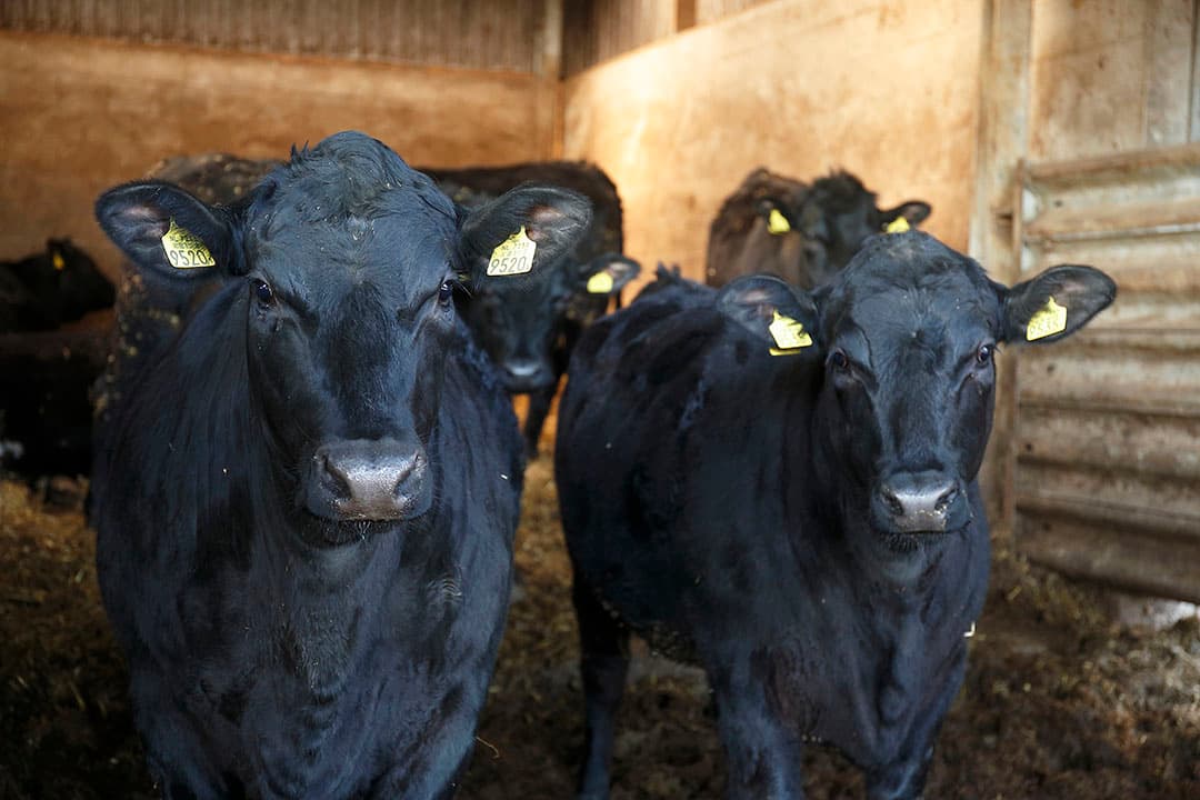 De Angussen worden afgemest op veertien Nederlandse vleesveebedrijven. Dit jaar neemt het aantal slachtingen verder toe tot 1.600. Eind volgend jaar kunnen dat er zelfs al 3.600 zijn. - Foto: Hans Prinsen