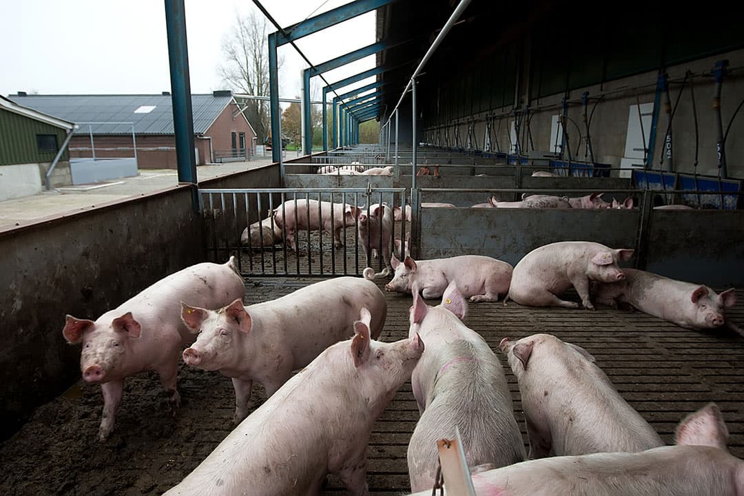 Voor de berekening van emissiecijfers gaat het RIVM niet uit van de afgegeven vergunningen, maar van het aantal dieren. - Foto: Ronald Hissink