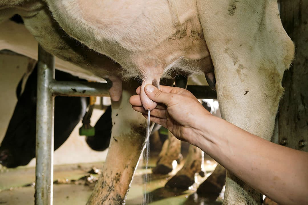 Melk bevat waardevolle indicatoren biomarkers die iets zeggen over de toestand van het dier. In tegenstelling tot bloed is het dagelijks en gemakkelijk beschikbaar om metingen in te doen. - Foto: Mark Pasveer