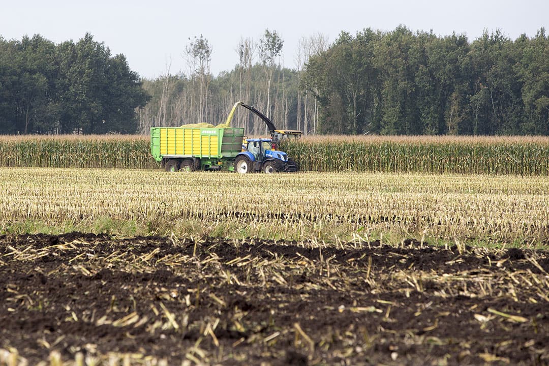 Op dit perceel wordt de mais op circa 40 centimeter stoppelhoogte gehakseld voor bodemverbetering. - Foto: Anne van der Woude
