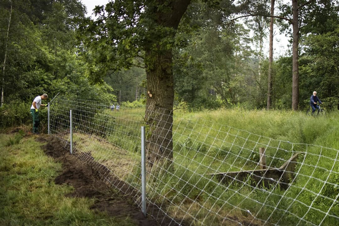 Aanleg van een hek om in  Friesland wolven te weren. - Foto: ANP