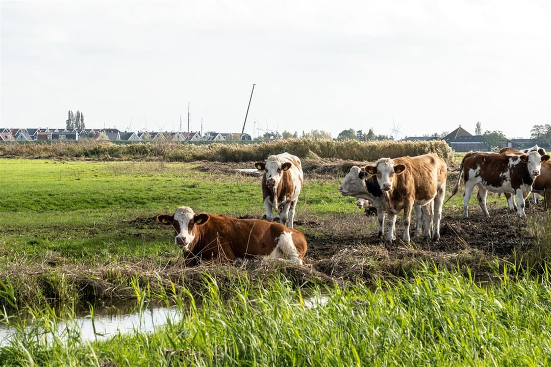 Koeien in de wei, met op de achtergrond een nieuwbouwwijk in aanbouw. - Foto: ANP