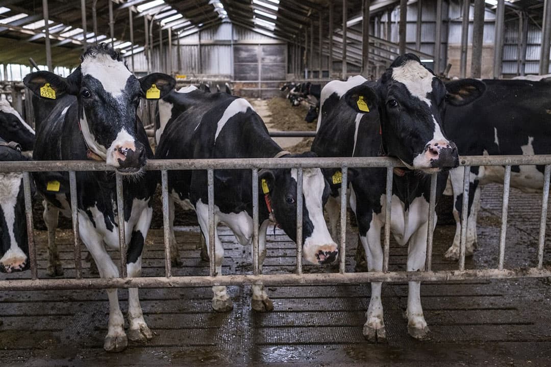 Melkveebedrijf in Gendringen, Gelderland. De provincie wil met sensoren de stikstofemissie direct op boerenbedrijven meten. - Foto: ANP