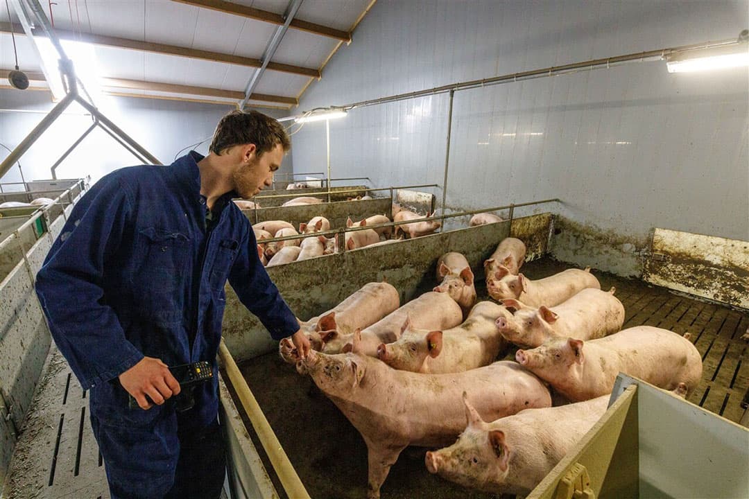 Varkenshouders kunnen deelnemen aan het Normenkader Holland Varken door deel te nemen aan IKB Varken of de plusmodule van IKB Nederland Varkens. - Foto: ANP