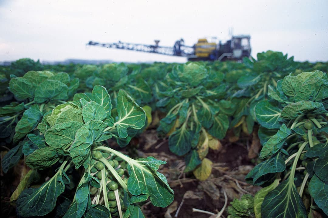 Een loonwerker bespuit spruiten met een veldspuit. Softwareleverancier AgroVision heeft CropVision Contractor speciaal ontwikkeld om spuitwerkzaamheden van een loonwerker online te registreren en inzichtelijk te maken voor telers. - Foto: Mark Pasveer