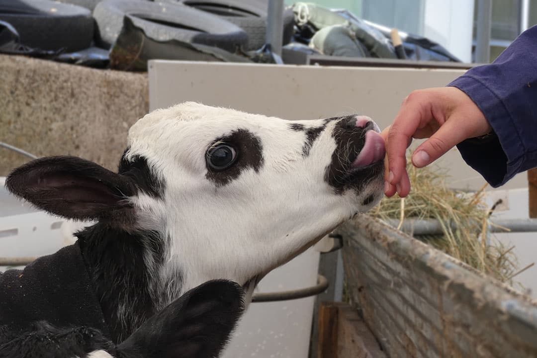 Op de boerderij staan zo’n 30 kalveren. Nog eens 130 stuks jongvee staan bij een andere