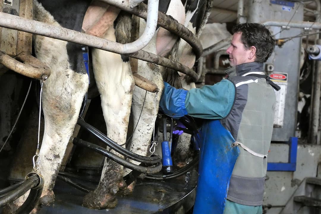 Oom en mede-eigenaar Joost melkt de koeien. Ook zijn kinderen zouden de boerderij kunnen overnemen, maar zij zijn nu nog te jong (6, 9 en 11) om dat te besluiten.