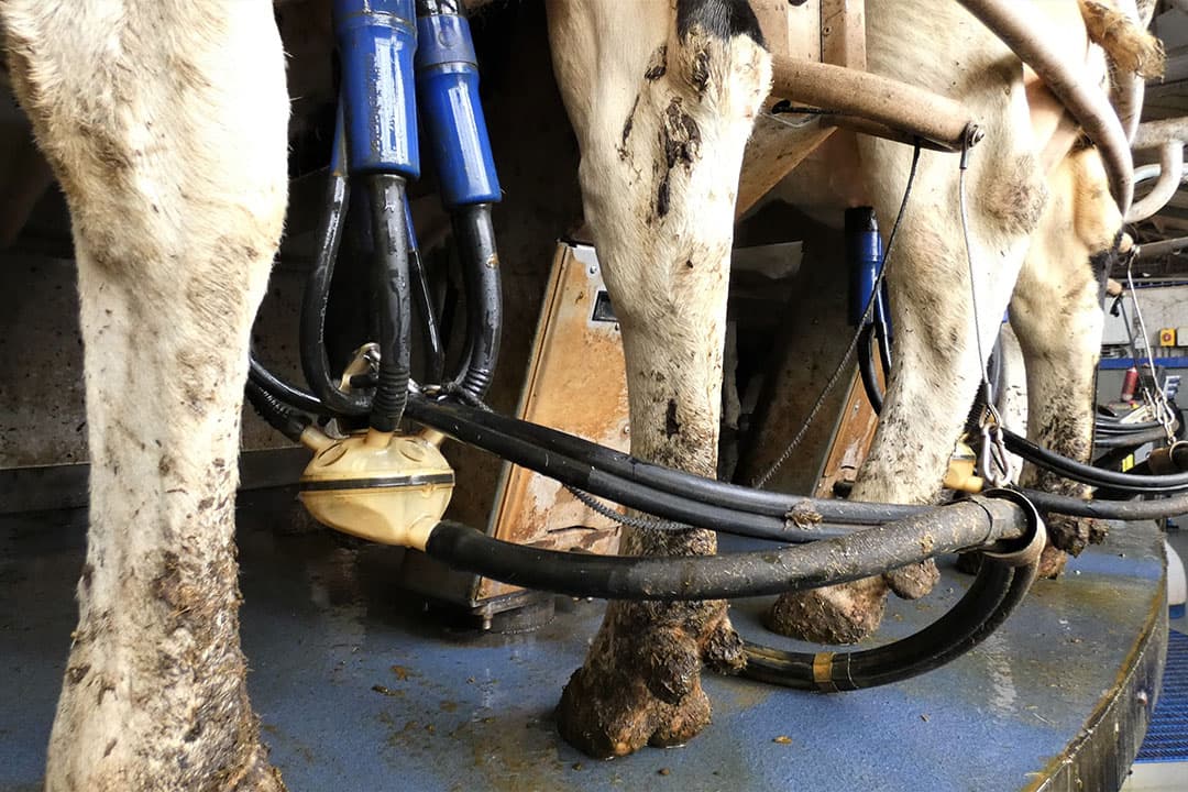 De melkkoeien hebben een productie van zo’n 35,5 liter melk per koe per dag, met 4,65% vet en 3,65% eiwit.