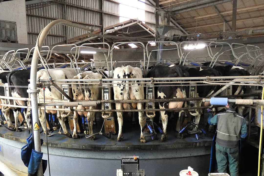 Zo’n 230 melkkoeien worden drie keer per dag gemolken met behulp van de 40-stands buitenmelker. - Foto's: Jasmijn Berkers