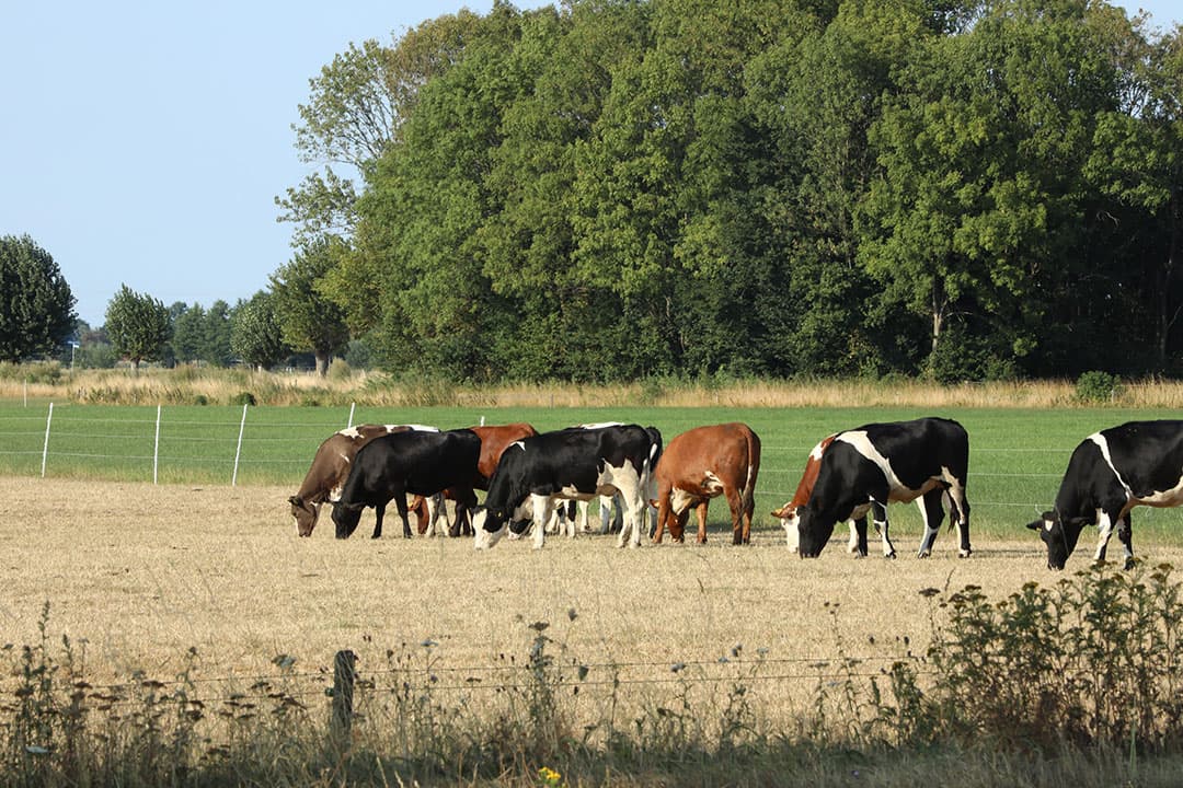De afgelopen jaren was droogte een groot probleem. Zeker op de hogere zandgronden zoals hier in de Achterhoek. Deze koeien liepen tijdens de hittegolf in augustus 2020 op een verdord perceel grasland. - Foto: Henk Riswick