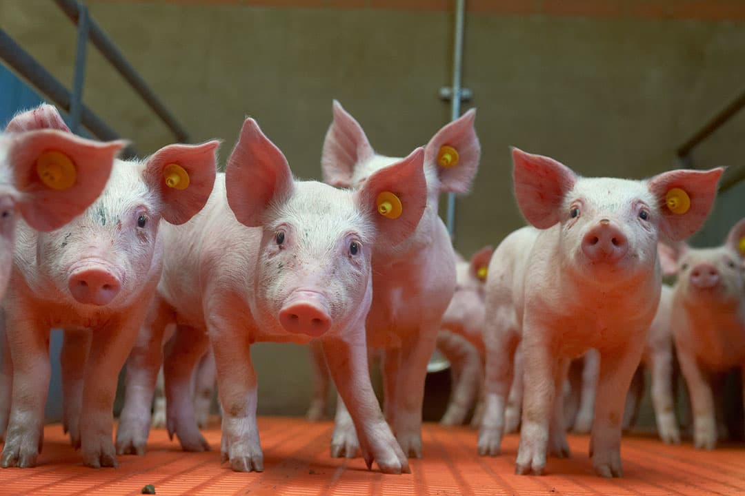 De huidige normen voor concentratie van vitamine in bloed lijken aan de krappe kant. Een tekort leidt vaak tot vage klachten. - Foto: Van Assendelft Fotografie