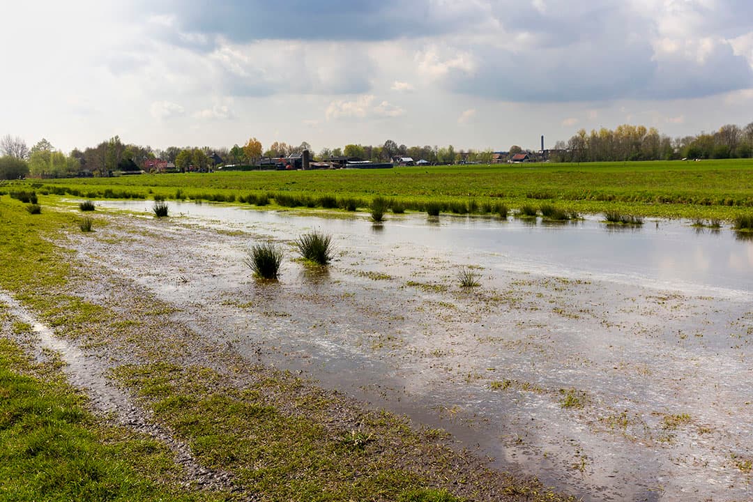 Weiland dat is ingericht voor weidevogels.  De Europese Commissie wil nieuwe regels, waarbij er verplichte doelen komen voor weidevogels en het vernatten van veenweidegebieden. - Foto: Roel Dijkstra