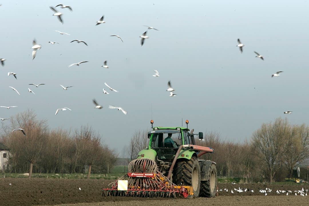 Risico op vogelgriep bij mens