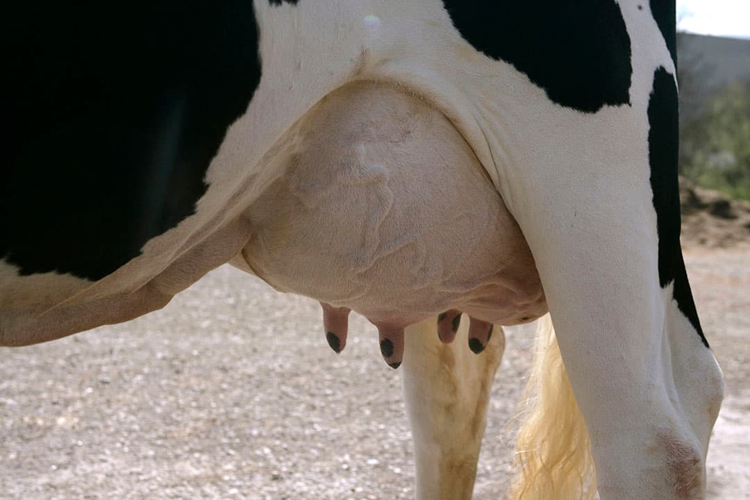 Een uier dat goed in balans is. De achterspenen staan ver genoeg uit elkaar en zijn niet te hoog geplaatst. - Foto: Koos Groenewold