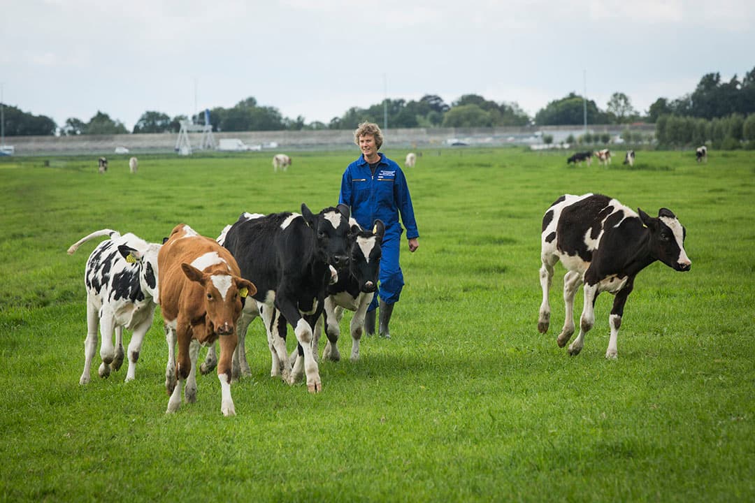 Longworminfecties zijn goed te herkennen bij opjagen van pinken. Als er infecties zijn, hoor je dat aan beginnende hoest ofwel een droge kuch bij de dieren. Voorkom wormschade bij rundvee met een goede opbouw van de weerstand in het eerste weideseizoen.