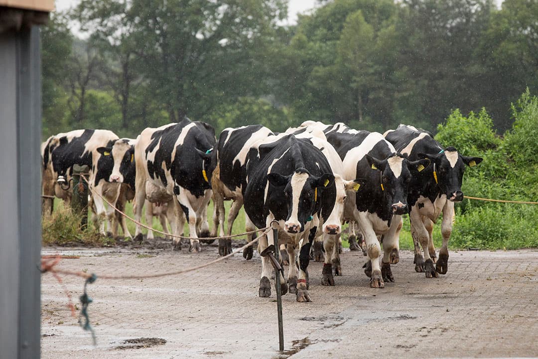Foto: Koos Groenewold