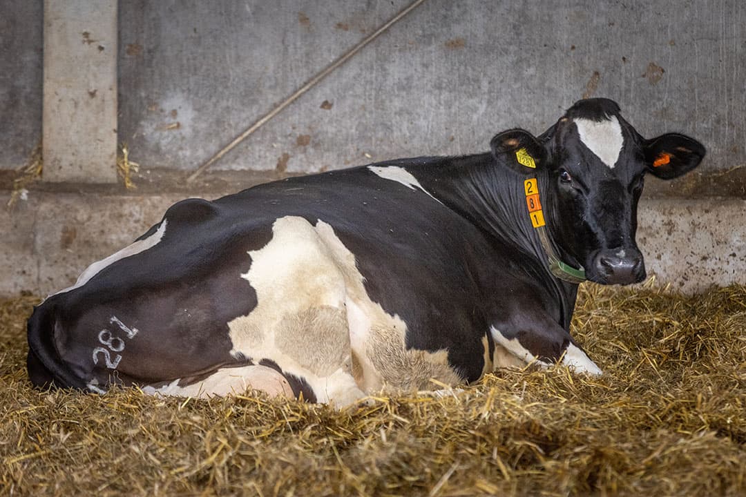 Een droge koe in een strohok. De conditiescore in de droogstand speelt een rol om de negatieve gevolgen van vrije vetzuren te beperken. - Foto: Koos Groenewold