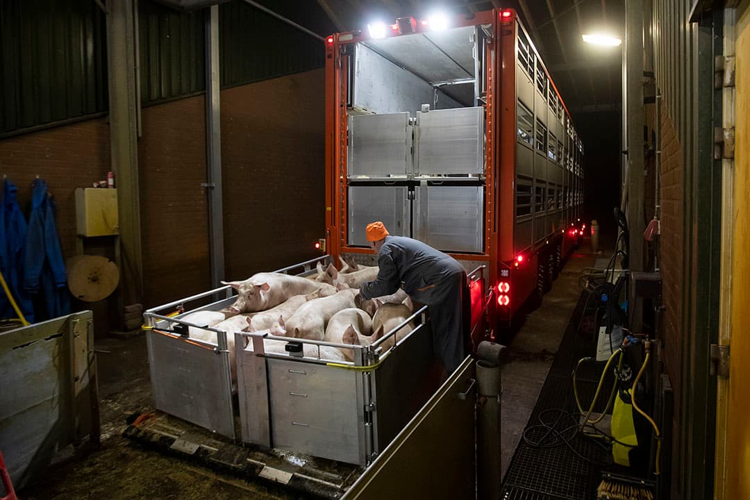 Varkens leveren aan Duitsland gaat gepaard met flinke meerkosten voor transport en veterinaire keuringen. Van een meeropbrengst blijft weinig over. - Foto: Ronald Hissink