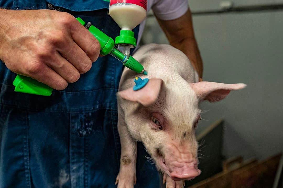 De varkenshouders in de voorlopergroep willen graag stoppen met vaccineren tegen PRRS. - Foto: Ronald Hissink
