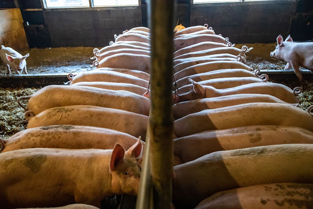 De heffing Diergezondheidsfonds valt voor varkenshouders ongeveer de helft lager uit dan in 2020. Lees hier hoe dat zit. Foto: Ronald Hissink