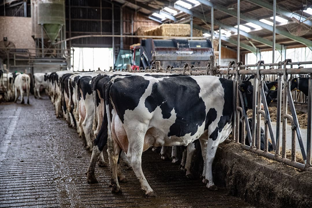 Bij de voorgestelde norm van 150 GVE zou 39% van de veehouderijbedrijven onder de norm vallen, waaronder het overgrote deel van varkens- en pluimveebedrijven en 36% van de rundveebedrijven. - Foto: Ronald Hissink