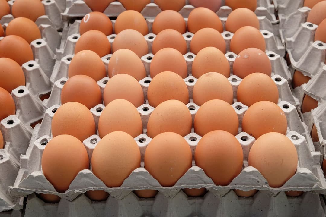 Voor de productie van pluimveevlees en eieren gelden in de EU strikte wettelijke minimumvoorwaarden. - Foto: Canva