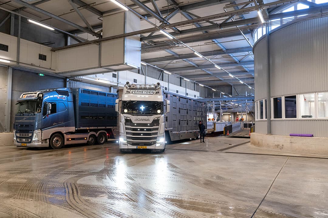 Bij Compaxo zijn drie overdekte losplaatsen voor varkens. De trucks wachten zo nodig ook binnen.